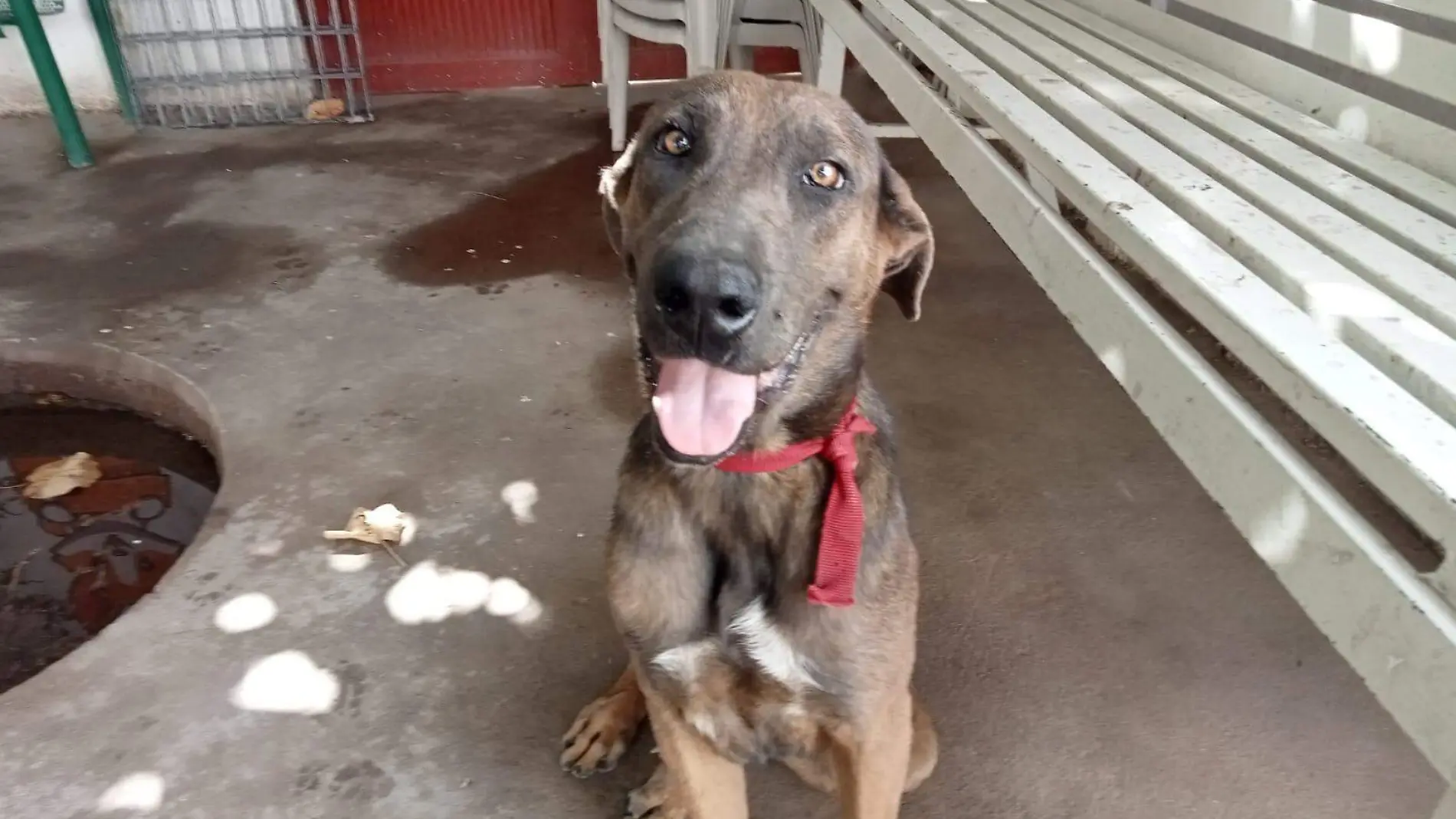 El perro rescatado está bajo resguardo en Control Canino.